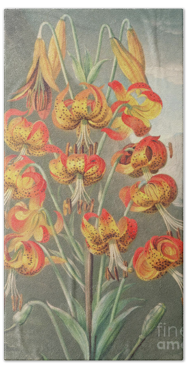 Lily Beach Towel featuring the painting Lily Lilium superbum, by William Ward after Philip Reinagle by William Ward