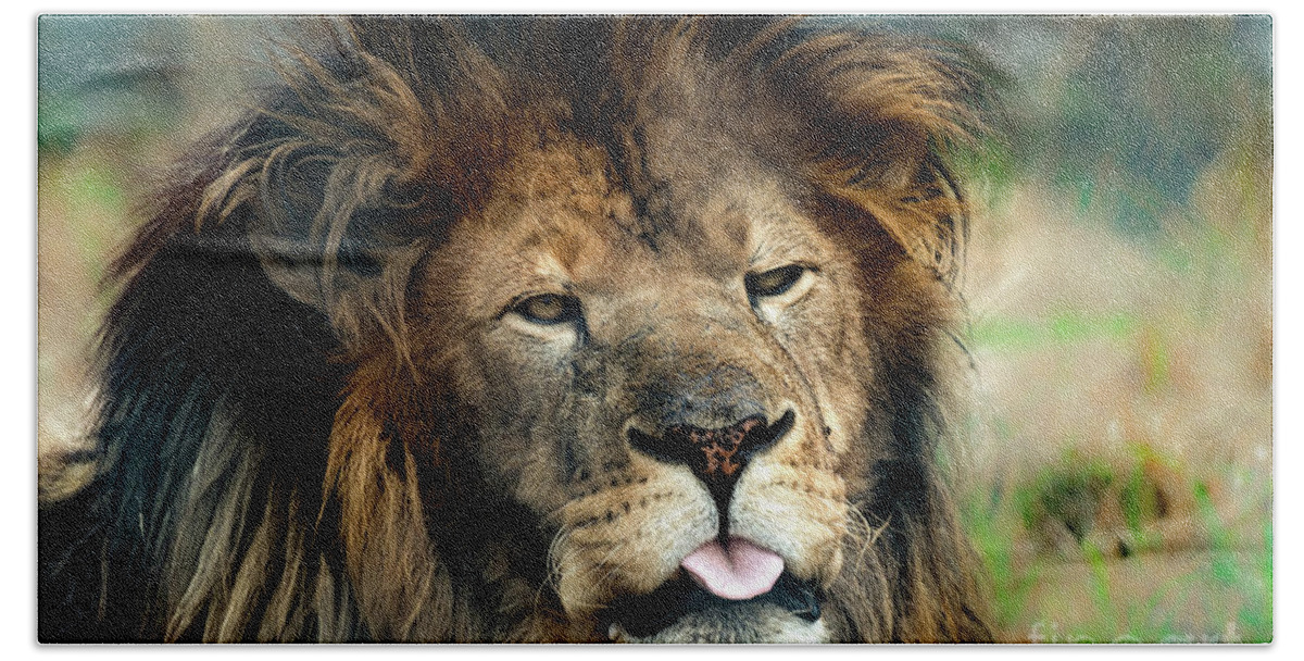 Lion Beach Towel featuring the photograph Lion mocking the world by Sam Rino
