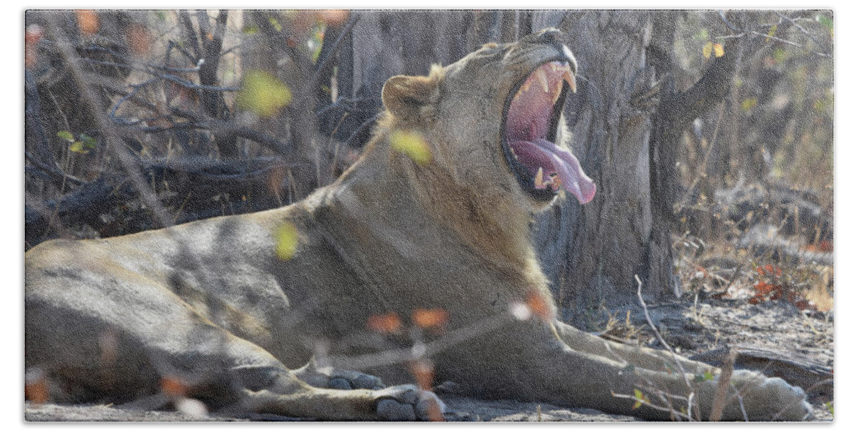 Lion Beach Towel featuring the photograph Lion's Yawn by Ben Foster
