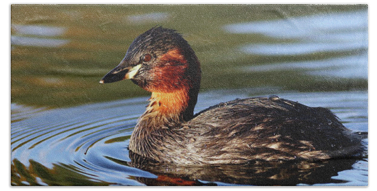 Bird Beach Sheet featuring the photograph Little Grebe in pond by Grant Glendinning