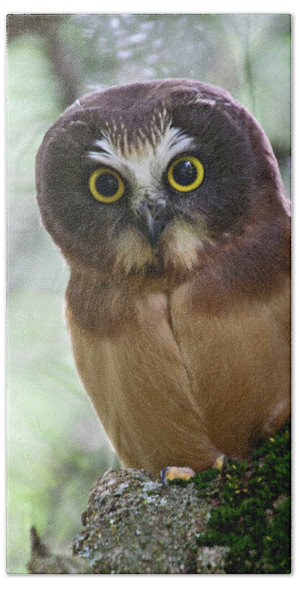 Birds Beach Towel featuring the photograph Little Owl by Wesley Aston