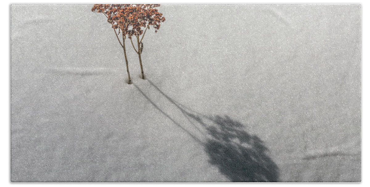 Sedum Beach Towel featuring the photograph Long Shadow of Winter by Pheasant Run Gallery