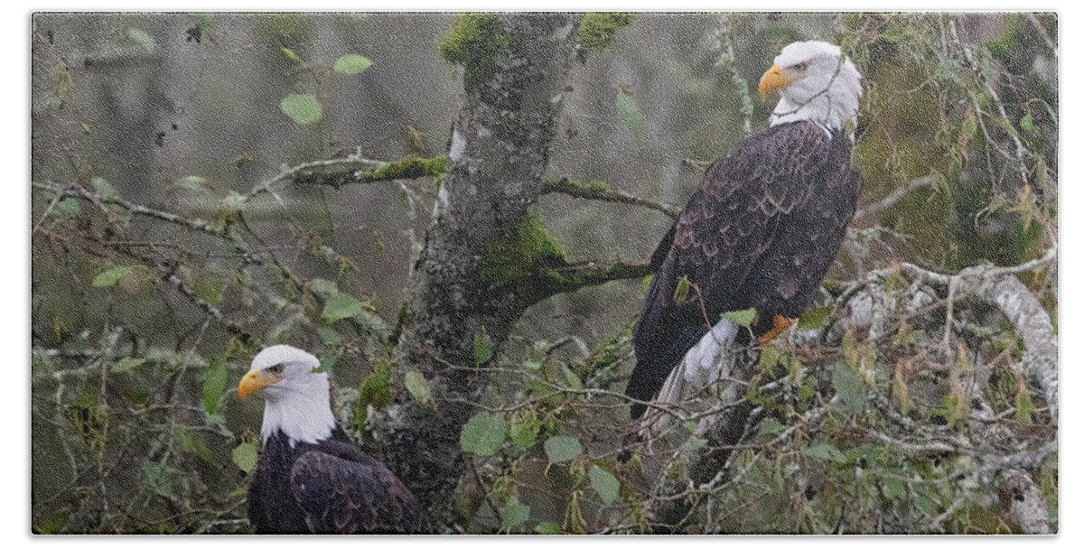 Bald Eagles Beach Towel featuring the photograph Look Over There by Randy Hall