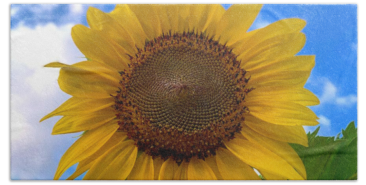 Sunflower Beach Towel featuring the photograph Looking Up by Brian Eberly