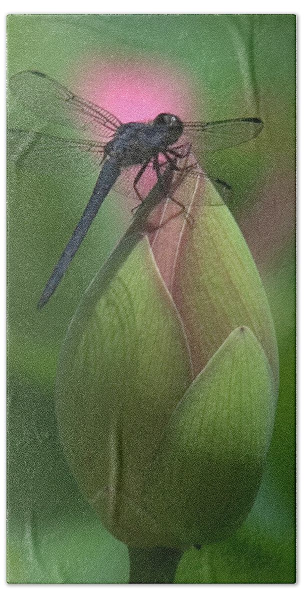 Lotus Beach Sheet featuring the photograph Lotus Bud and Slaty Skimmer Dragonfly DL0006 by Gerry Gantt