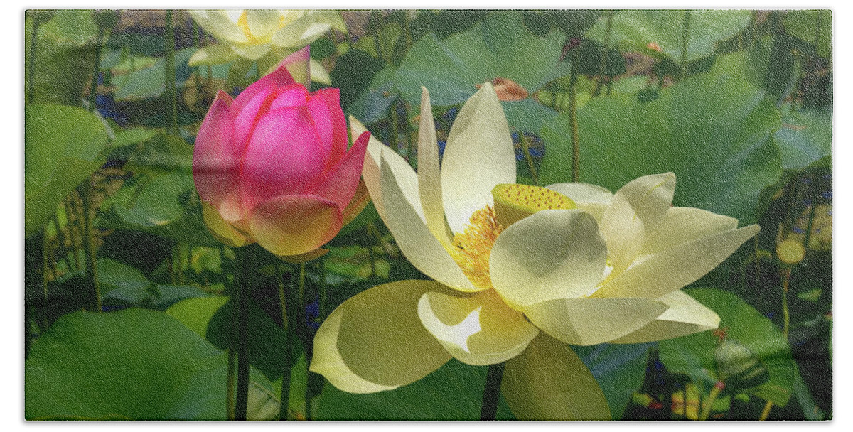Echo Park Lake Beach Towel featuring the photograph Lotus Flowers and Bud by Roslyn Wilkins