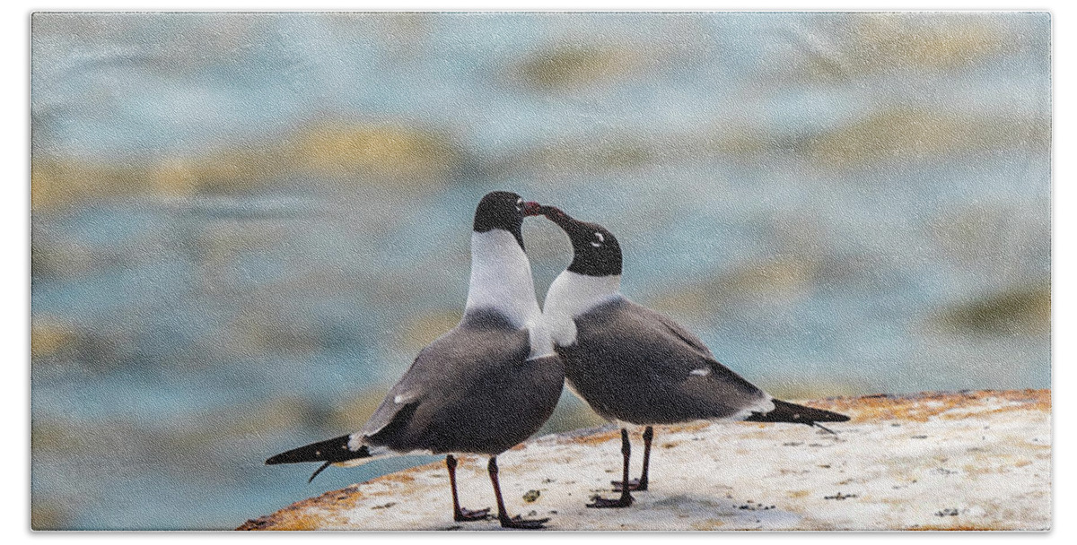 Love Beach Towel featuring the photograph Love Birds by Dheeraj Mutha