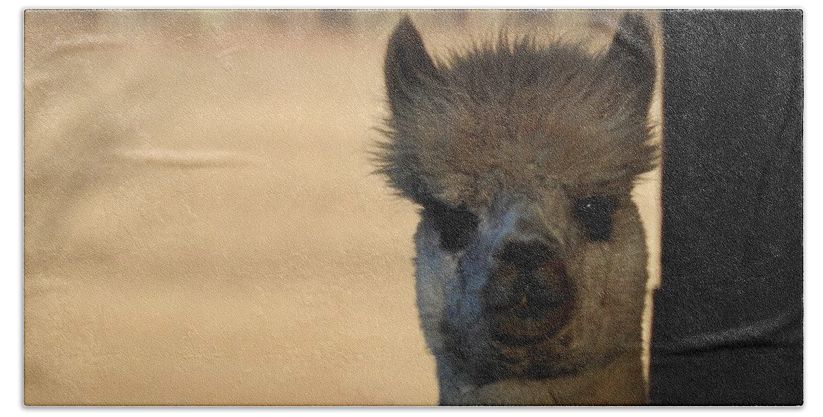 Alpaca Beach Towel featuring the photograph Lovely Alpaca Eyes by Kathy Ozzard Chism