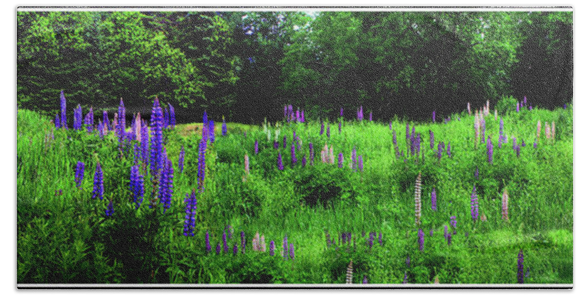 Pink Beach Towel featuring the photograph Lupine Panorama by Wayne King
