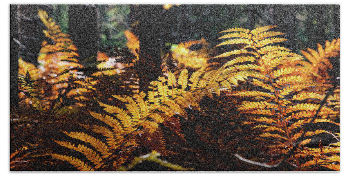 Autumn Beach Towel featuring the photograph Maine Autumn Ferns by Jeff Folger
