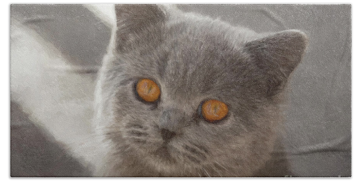 British Blue Shorthair Kitten Beach Sheet featuring the photograph Maisie by Sheila Smart Fine Art Photography