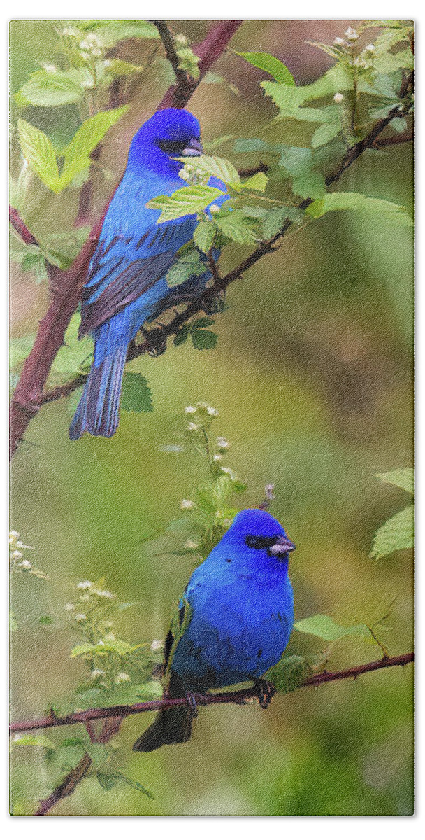 Male Indigo Buntings Beach Towel featuring the photograph Male Indigo Buntings South Carolina by Bellesouth Studio