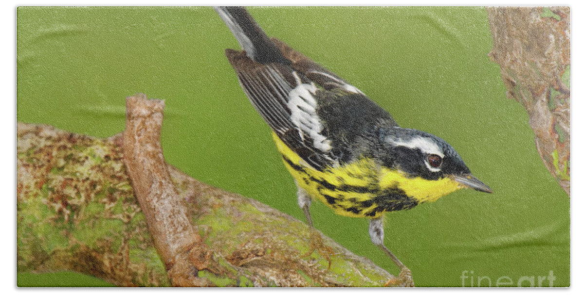 Dave Welling Beach Towel featuring the photograph Male Magnolia Warbler Setophaga Magnolia Wild Texas by Dave Welling
