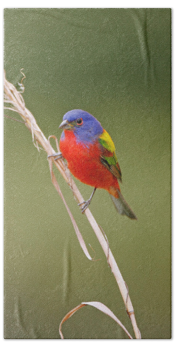Animal Beach Towel featuring the photograph Male Painted Bunting by James Zipp