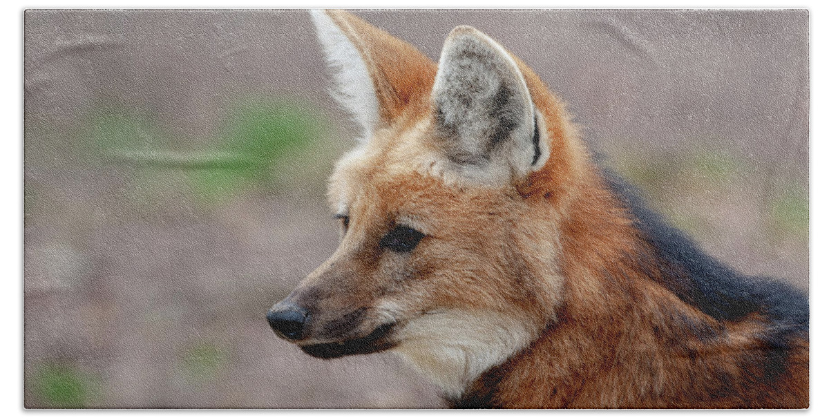 Maned Wolf Beach Towel featuring the mixed media Maned Wolf by Smart Aviation