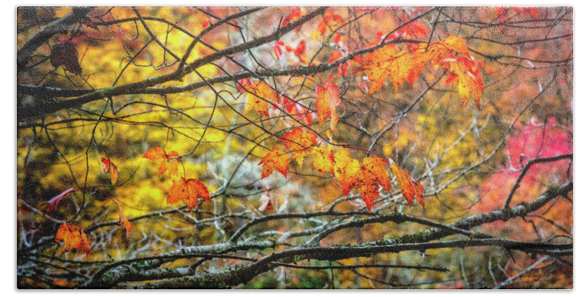 Appalachia Beach Towel featuring the photograph Maples of Red and Gold by Debra and Dave Vanderlaan