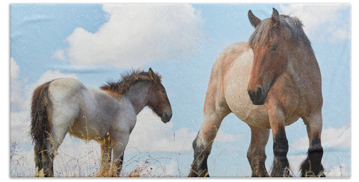 Animal Beach Towel featuring the photograph Mare with foal close together by Nick Biemans