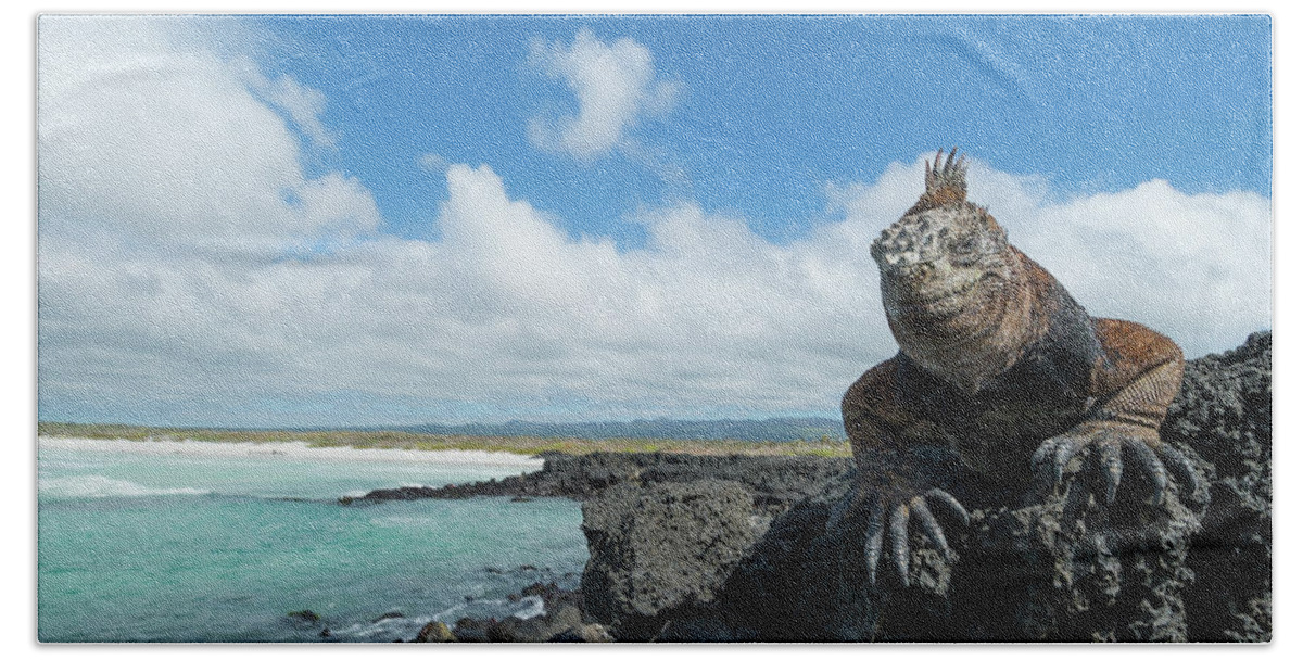 Animals Beach Towel featuring the photograph Marine Iguana Basking, Tortuga Bay by Tui De Roy