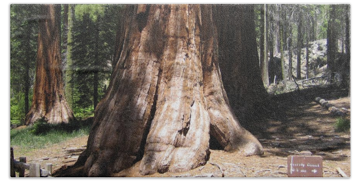Yosemite Beach Towel featuring the photograph Mariposa Old Tall Giant Tree Trunk Yosemite National Park by John Shiron