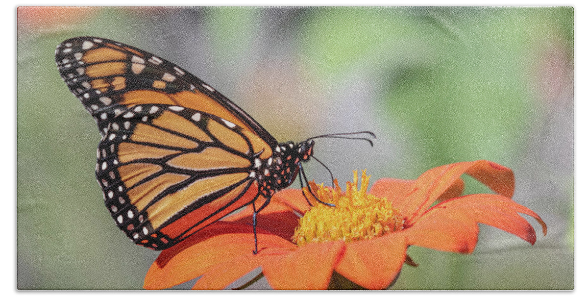 Monarch Butterfly Beach Towel featuring the photograph Monarch 2018-25 by Thomas Young