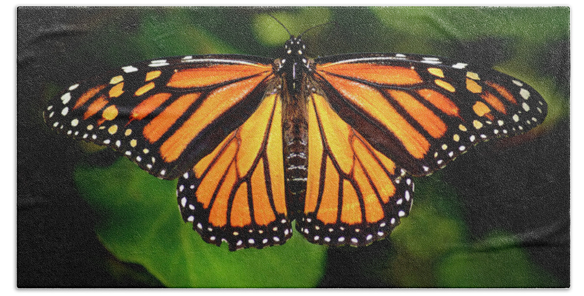 Nature Beach Towel featuring the photograph Majestic Monarch by Brian Tada