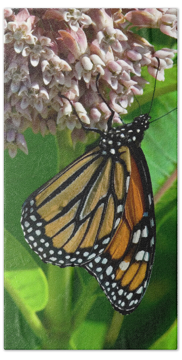 Nature Beach Towel featuring the photograph Monarch Butterfly on Common Milkweed DIN0061 by Gerry Gantt