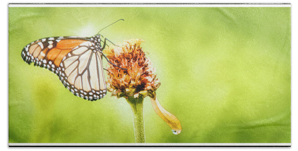 Monarch Butterfly Beach Towel featuring the photograph Monarch Butterfly on Zinnia Flower Seedhead by A Macarthur Gurmankin