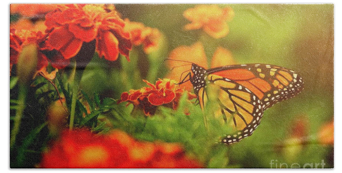 Insect Beach Towel featuring the photograph Monarch in Morning by Heather Hubbard