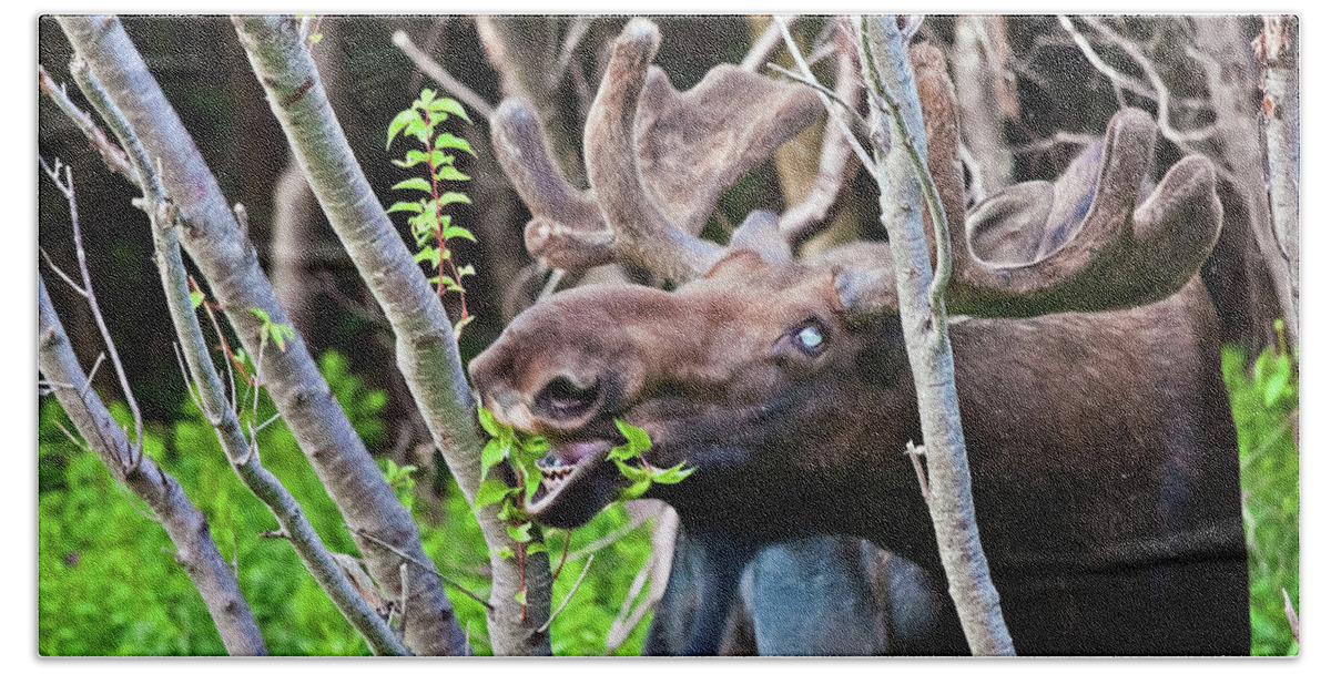 Moose Beach Towel featuring the photograph Moose with an anomalous eye, at dinner time by Tatiana Travelways