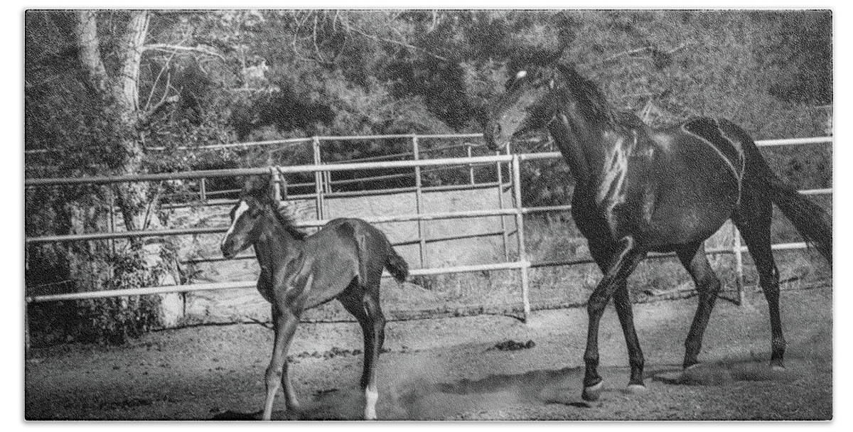 Equine Beach Sheet featuring the photograph Mother Love by Francine Collier