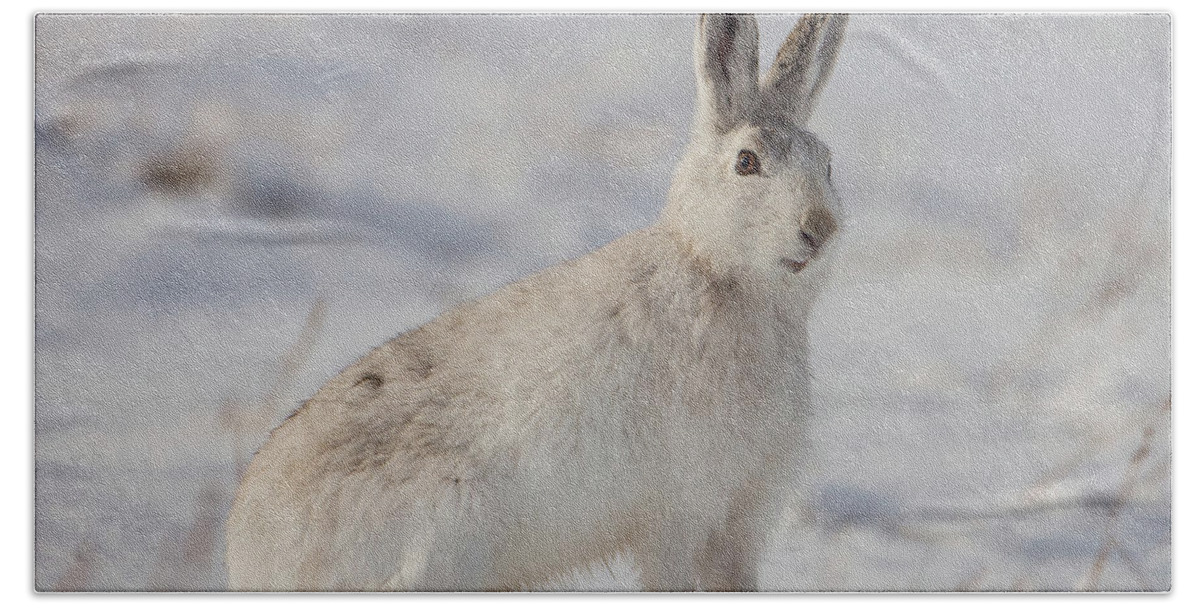 Mountain Beach Towel featuring the photograph Mountain Hare Sits In Snow by Pete Walkden