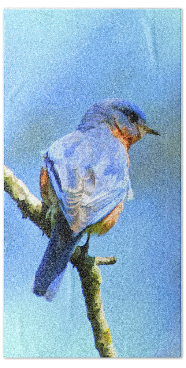 Bluebird Beach Towel featuring the photograph Mr Bluebird - Male Bluebird Art by Kerri Farley
