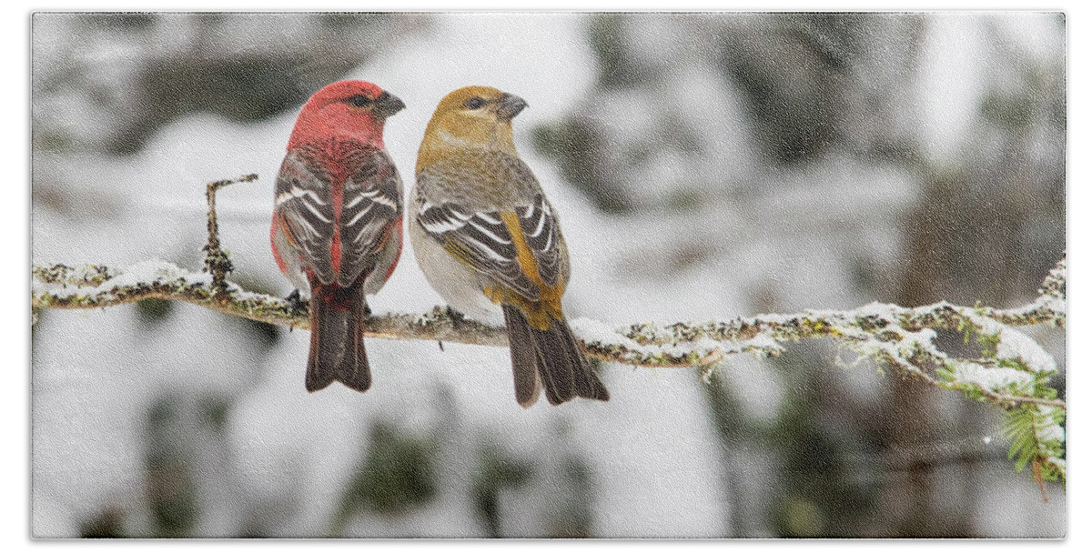 The Beach Towel featuring the photograph Mrs and Mr Pine Grosbeak by Mircea Costina Photography
