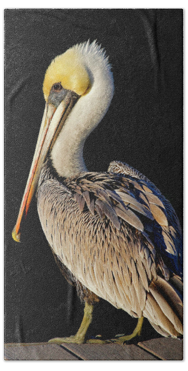 Brown Pelican Beach Towel featuring the photograph My Best Side - Brown Pelican by HH Photography of Florida