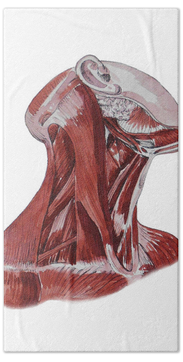 Neck Beach Towel featuring the painting Neck Muscles Anatomy Study by Irina Sztukowski