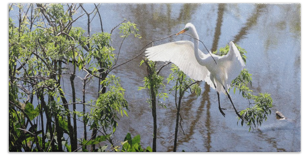 Egret Beach Towel featuring the photograph Nest Building Great Egret over Blue Water by Carol Groenen