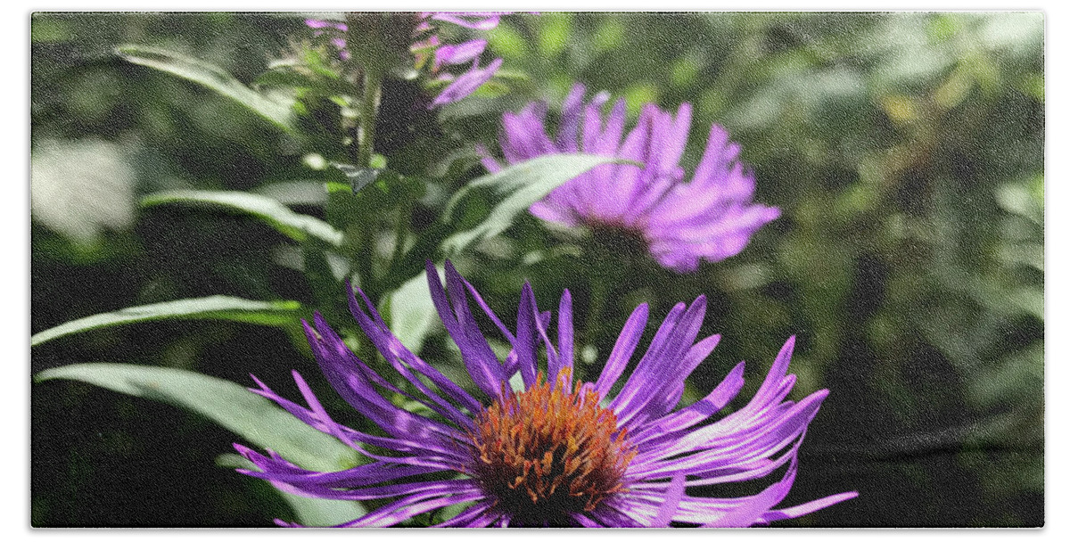 New England Aster Beach Towel featuring the photograph New England Aster 12 by Amy E Fraser