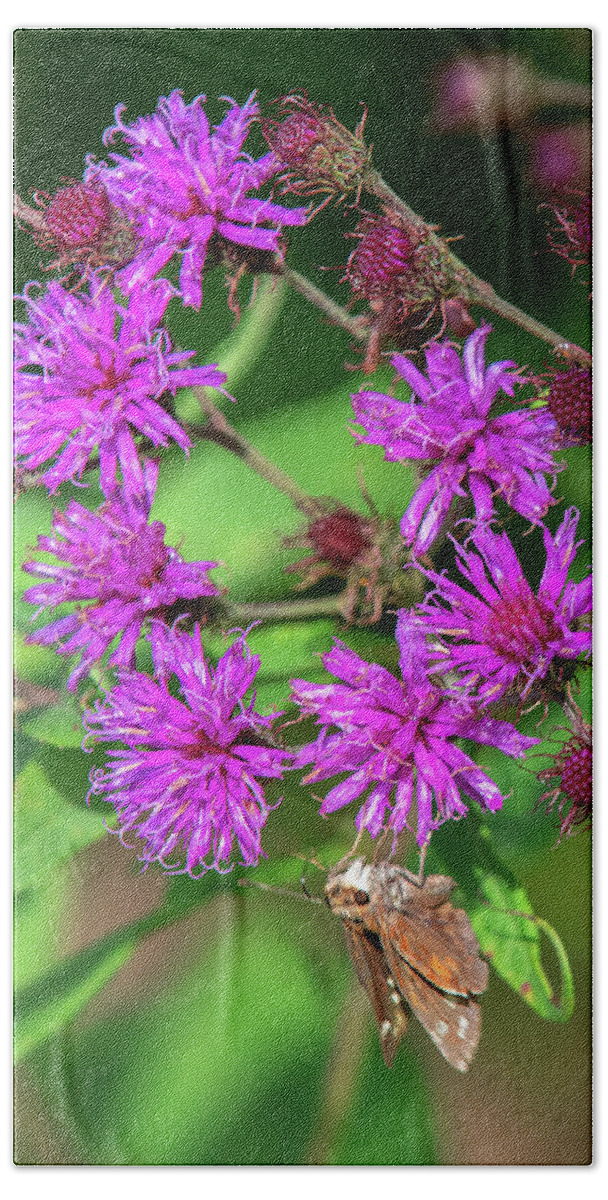 Nature Beach Towel featuring the photograph New York Ironweed or Vein-leaf Hawkweed DFL1002 by Gerry Gantt