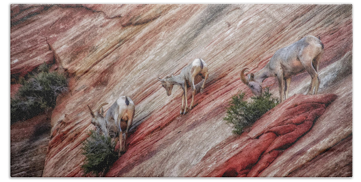 Animals Beach Towel featuring the photograph Nimble Mountain Goats 5694 by Donald Brown