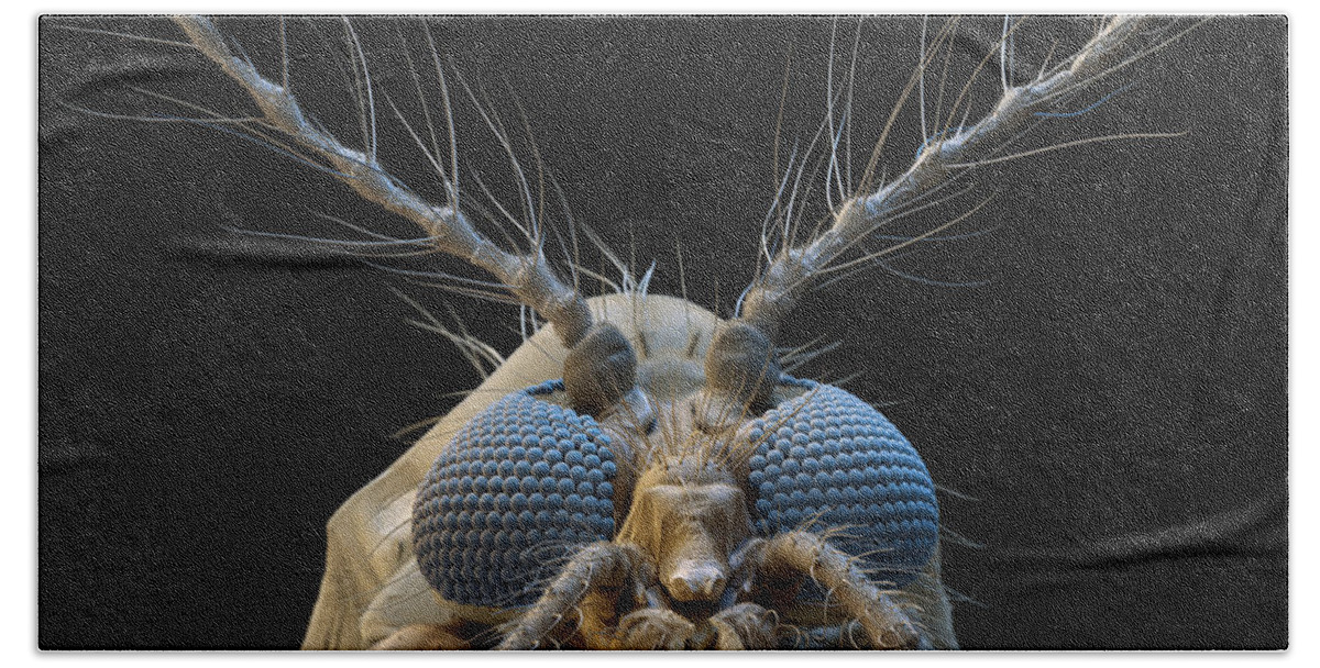 Animal Beach Towel featuring the photograph Nonbiting Midge, Chironomidae Sp., Sem by Meckes/ottawa