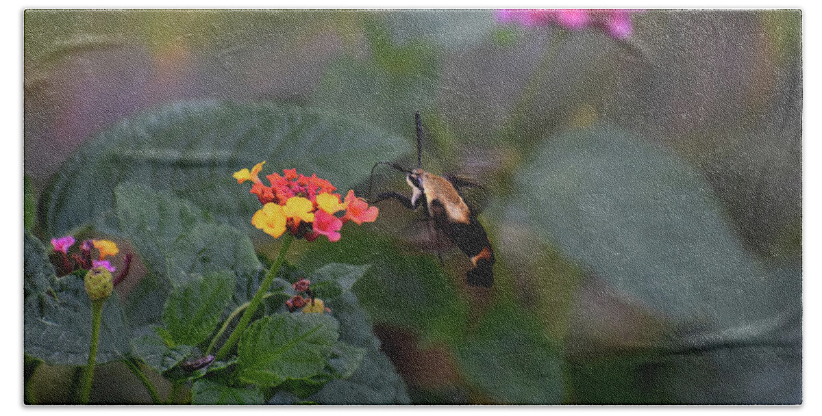 Pictures Of Insects Beach Towel featuring the photograph Not A Hummer But A Moth by Skip Willits