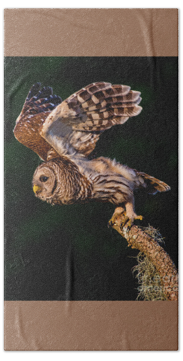 Barred Owl Beach Towel featuring the photograph Off for the Hunt by Jane Axman