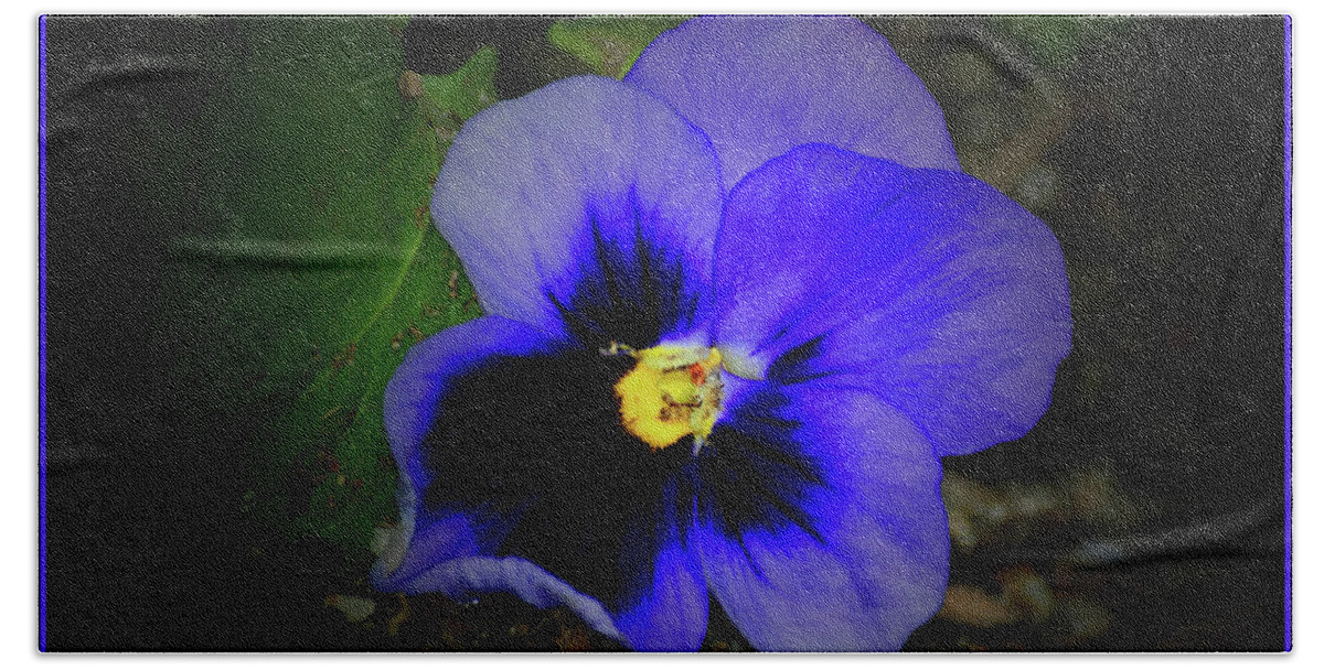 Pansy Beach Sheet featuring the photograph One Purple Pansy by Constance Lowery