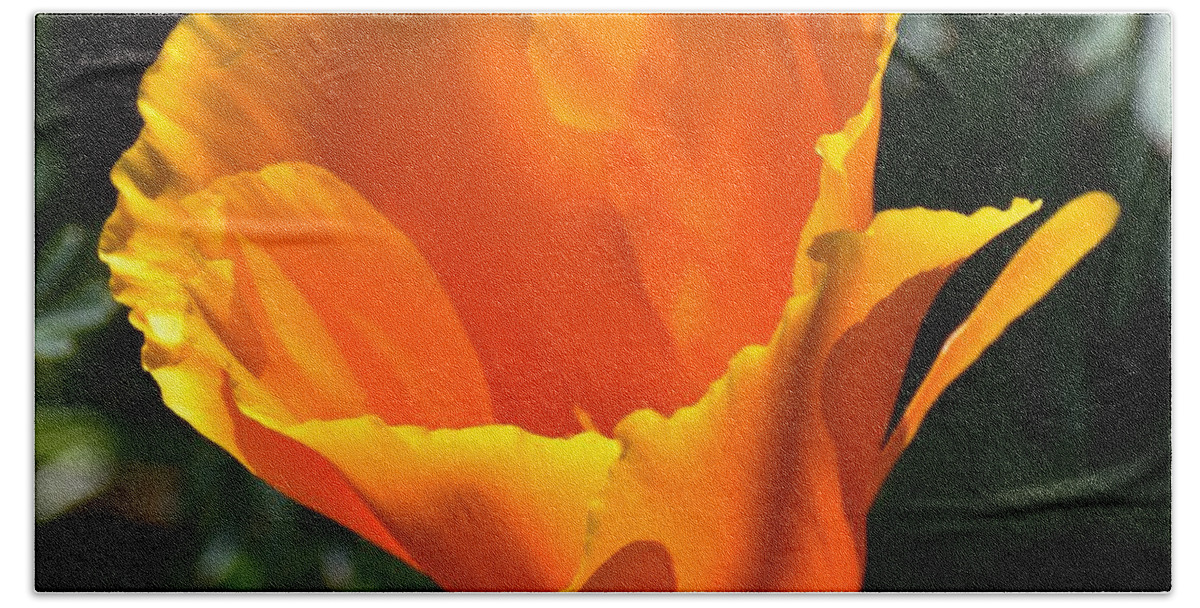 Orange Beach Towel featuring the photograph Orange Poppy by Jimmy Chuck Smith