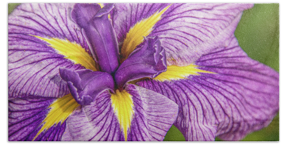 Flower. Orchid Beach Towel featuring the photograph Orchid #3 by Minnie Gallman