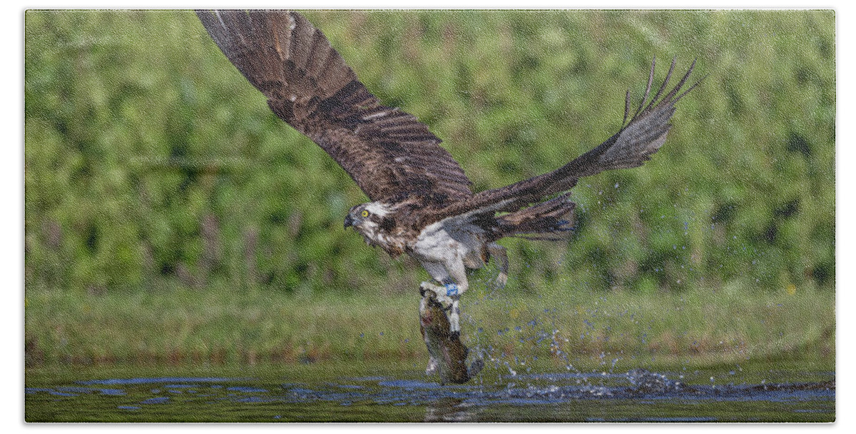 Osprey Beach Towel featuring the photograph Osprey Carrying Fish Away by Pete Walkden