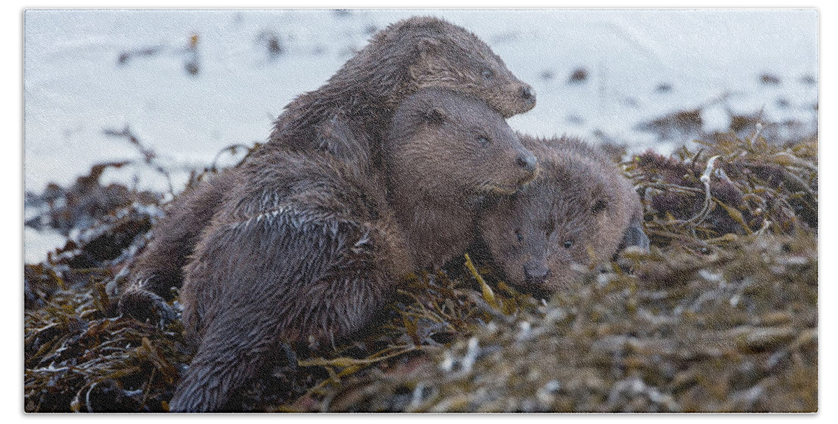 Otter Beach Towel featuring the photograph Otter Family Together by Pete Walkden