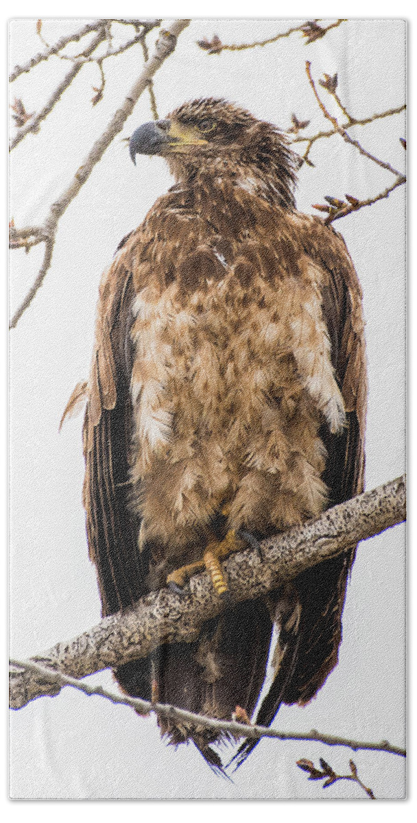Eagle Beach Towel featuring the photograph Out On A Limb by Yeates Photography
