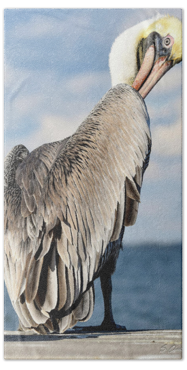 Pelican Beach Towel featuring the photograph Over the Shoulder Glance by Christopher Rice