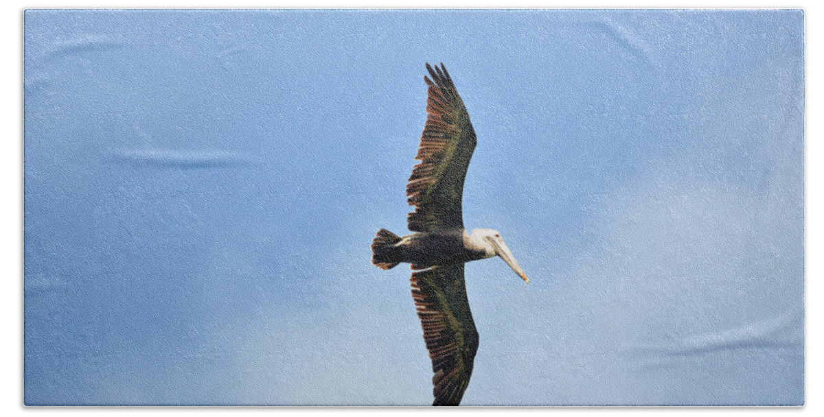 Brown Pelican Beach Towel featuring the photograph Overflight by Climate Change VI - Sales
